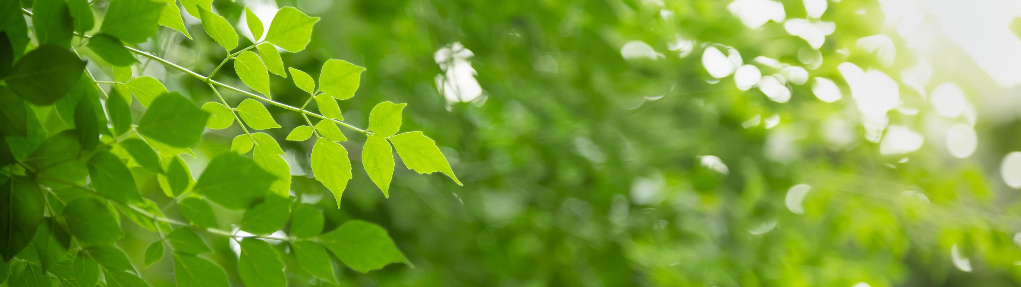 Close up of nature view green leaf on blurred greenery background under sunlight with bokeh and copy space using as background natural plants landscape, ecology cover concept. photo