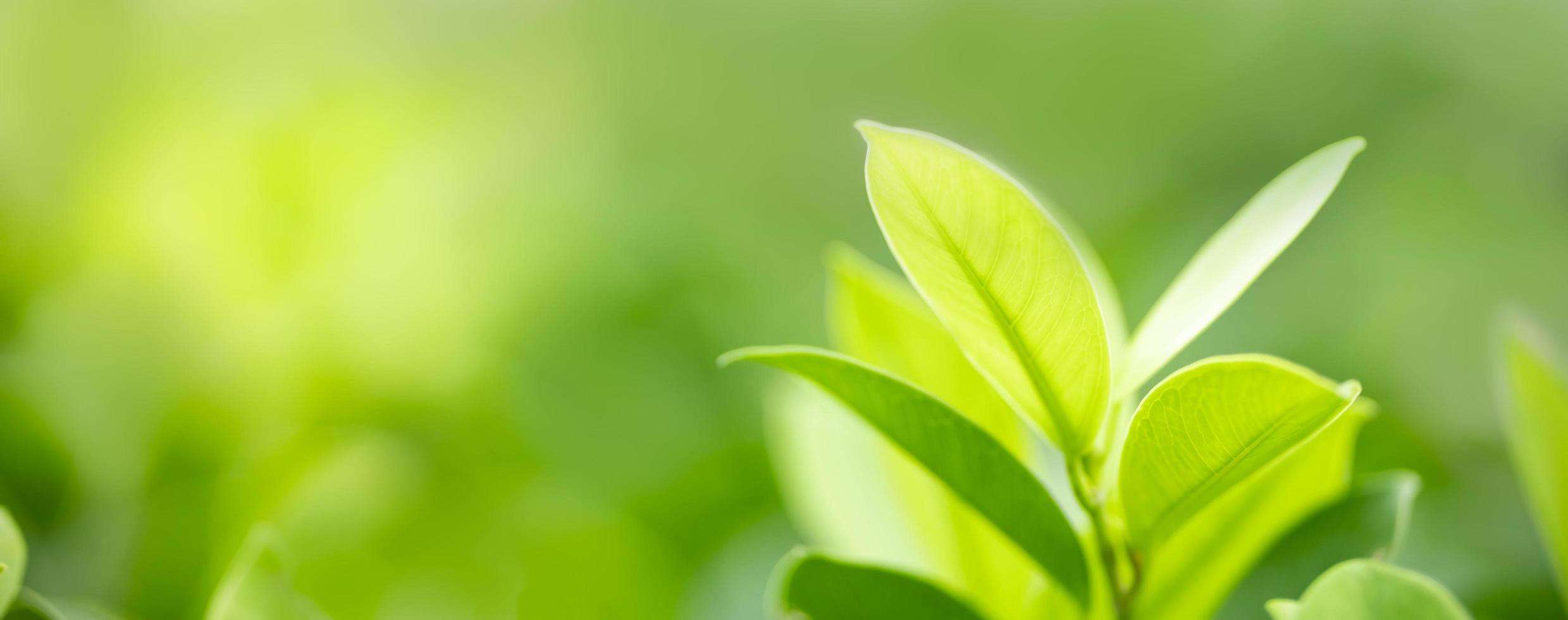 Close up of nature view green leaf on blurred greenery background under sunlight with bokeh and copy space using as background natural plants landscape, ecology cover concept. photo