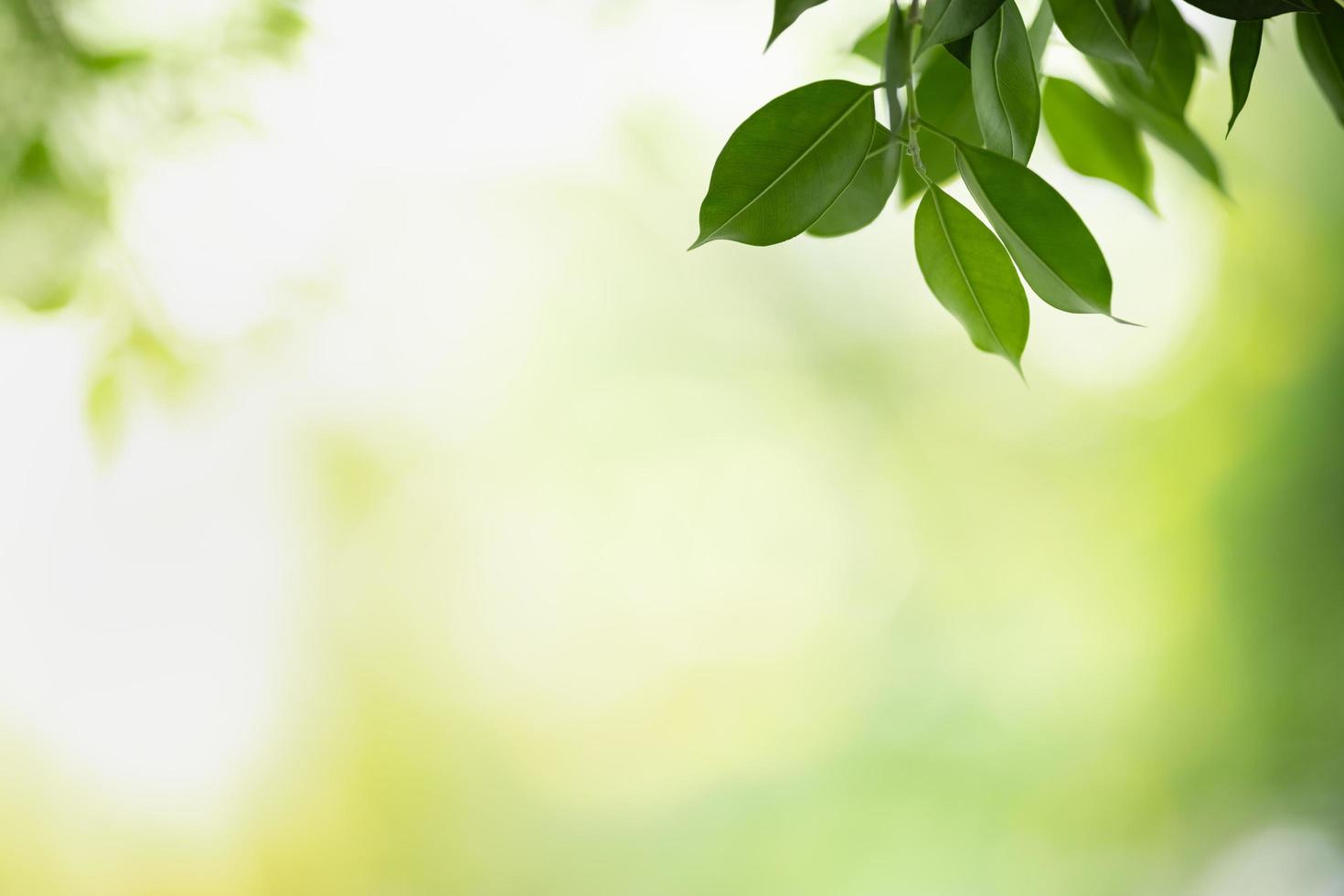 Close up of nature view green leaf on blurred greenery background under sunlight with bokeh and copy space using as background natural plants landscape, ecology wallpaper concept. photo