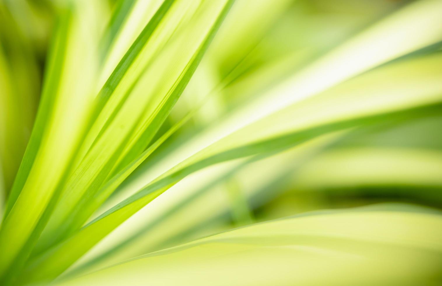 primer plano de la vista de la naturaleza hoja verde sobre fondo verde borroso bajo la luz del sol con bokeh y espacio de copia utilizando como fondo el paisaje de plantas naturales, concepto de papel tapiz ecológico. foto