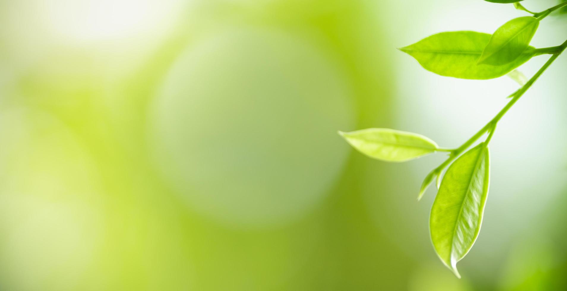 Close up of nature view green leaf on blurred greenery background under sunlight with bokeh and copy space using as background natural plants landscape, ecology cover concept. photo