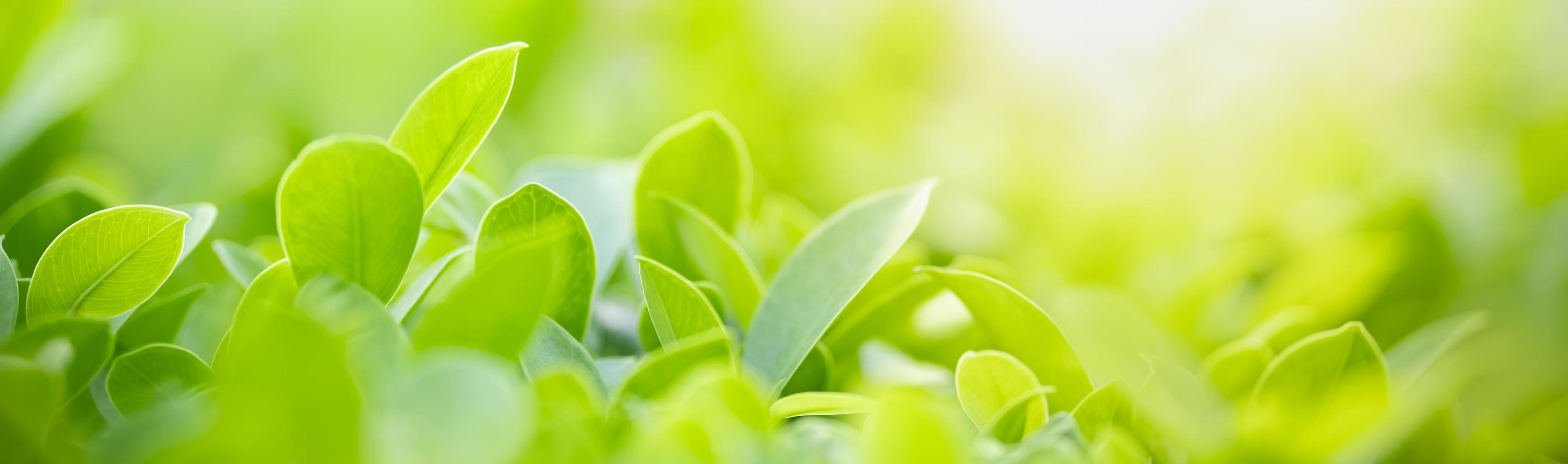 Close up of nature view green leaf on blurred greenery background under sunlight with bokeh and copy space using as background natural plants landscape, ecology cover concept. photo