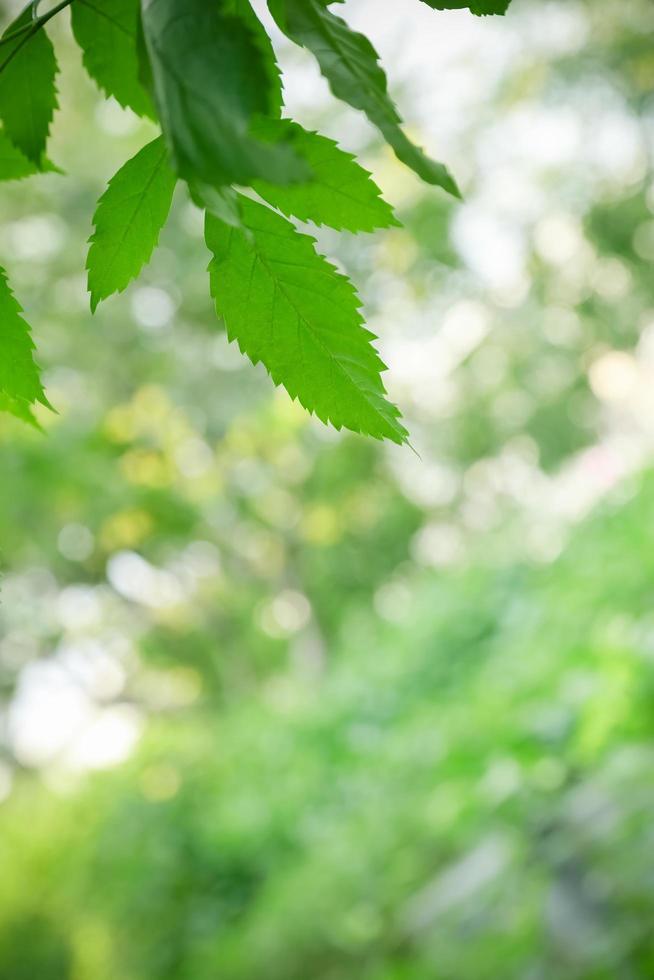 Close up of nature view green leaf on blurred greenery background under sunlight with bokeh and copy space using as background natural plants landscape, ecology wallpaper concept. photo