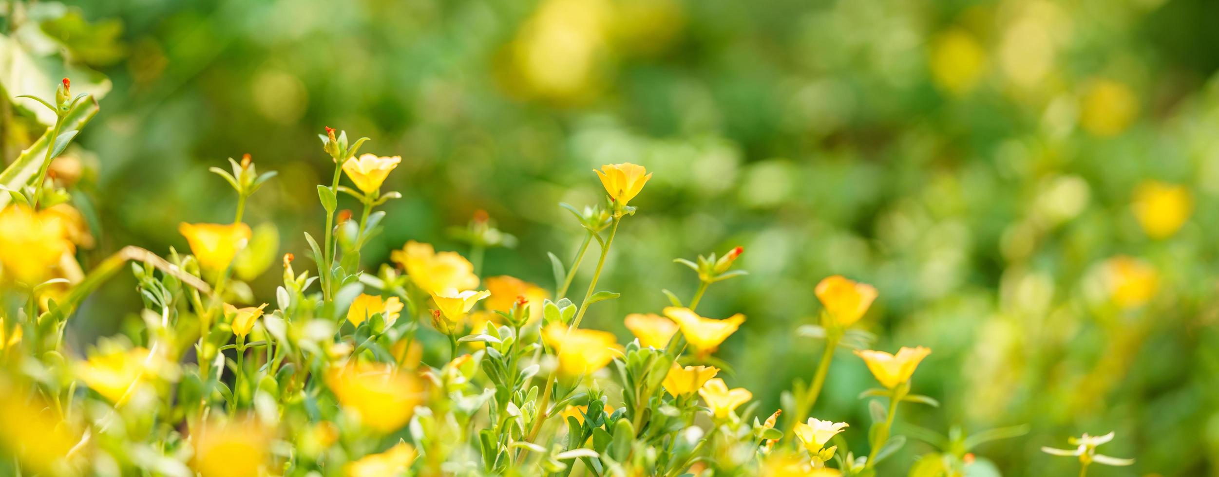 Closeup of yellow flower and green leaf under sunlight with copy space using as background natural plants landscape, ecology wallpaper concept. photo