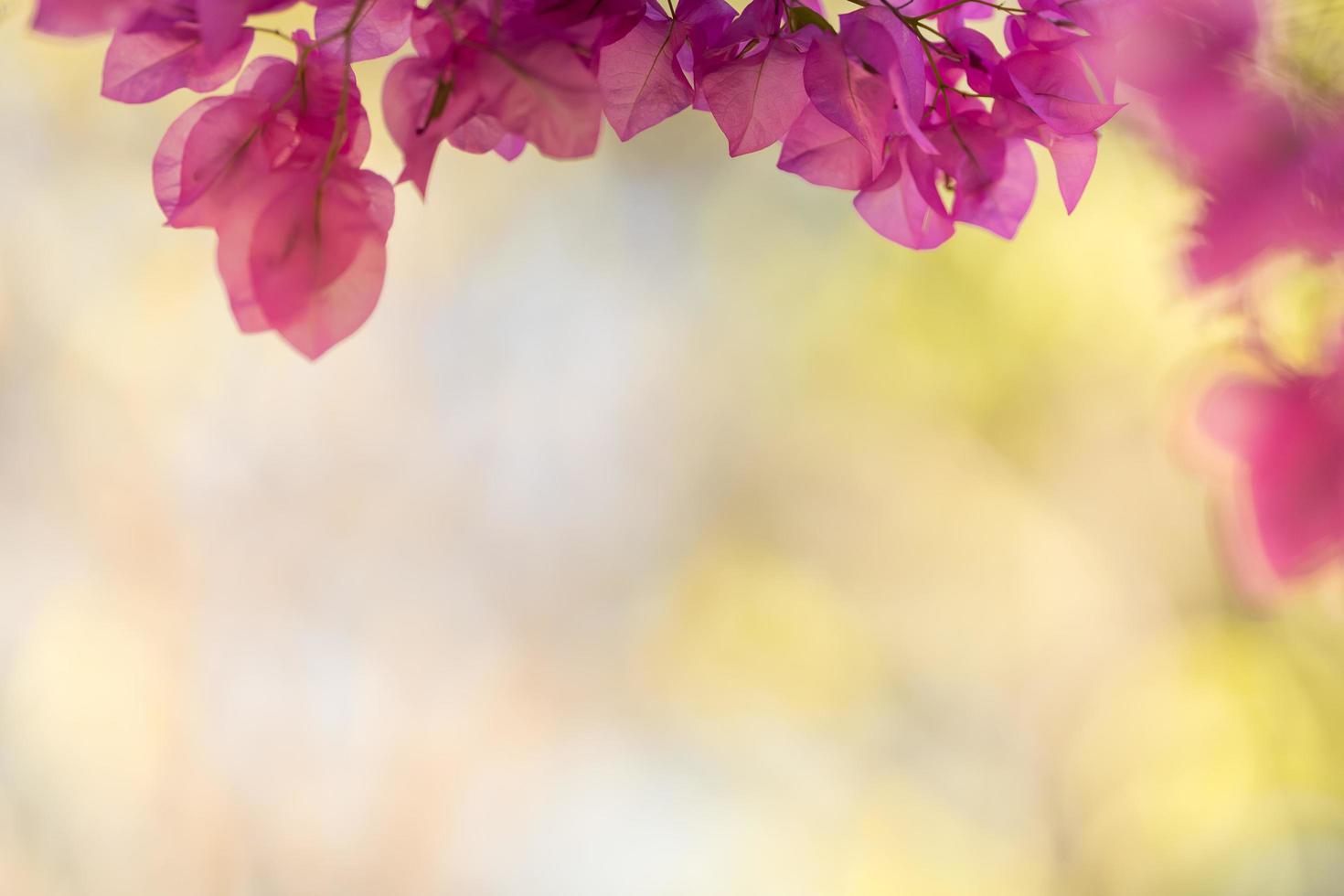 Close up of nature view pink Bougainvillea on blurred greenery background under sunlight with bokeh and copy space using as background natural plants landscape, ecology wallpaper concept. photo