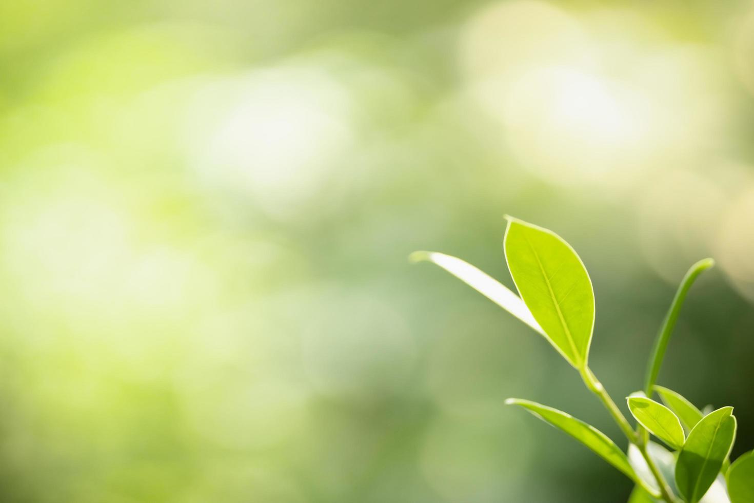 Close up of nature view green leaf on blurred greenery background under sunlight with bokeh and copy space using as background natural plants landscape, ecology wallpaper concept. photo