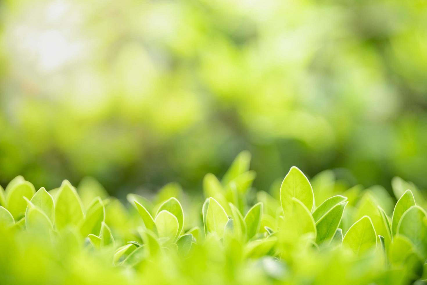 Close up of nature view green leaf on blurred greenery background under sunlight with bokeh and copy space using as background natural plants landscape, ecology wallpaper concept. photo