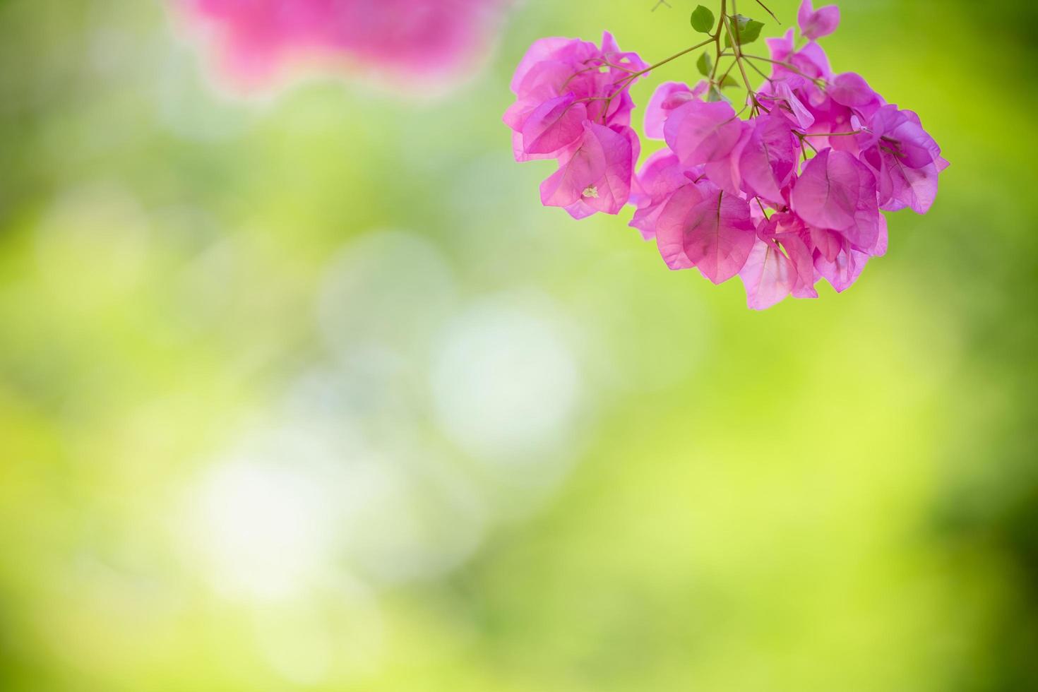 Close up of nature view pink Bougainvillea on blurred greenery background under sunlight with bokeh and copy space using as background natural plants landscape, ecology wallpaper concept. photo