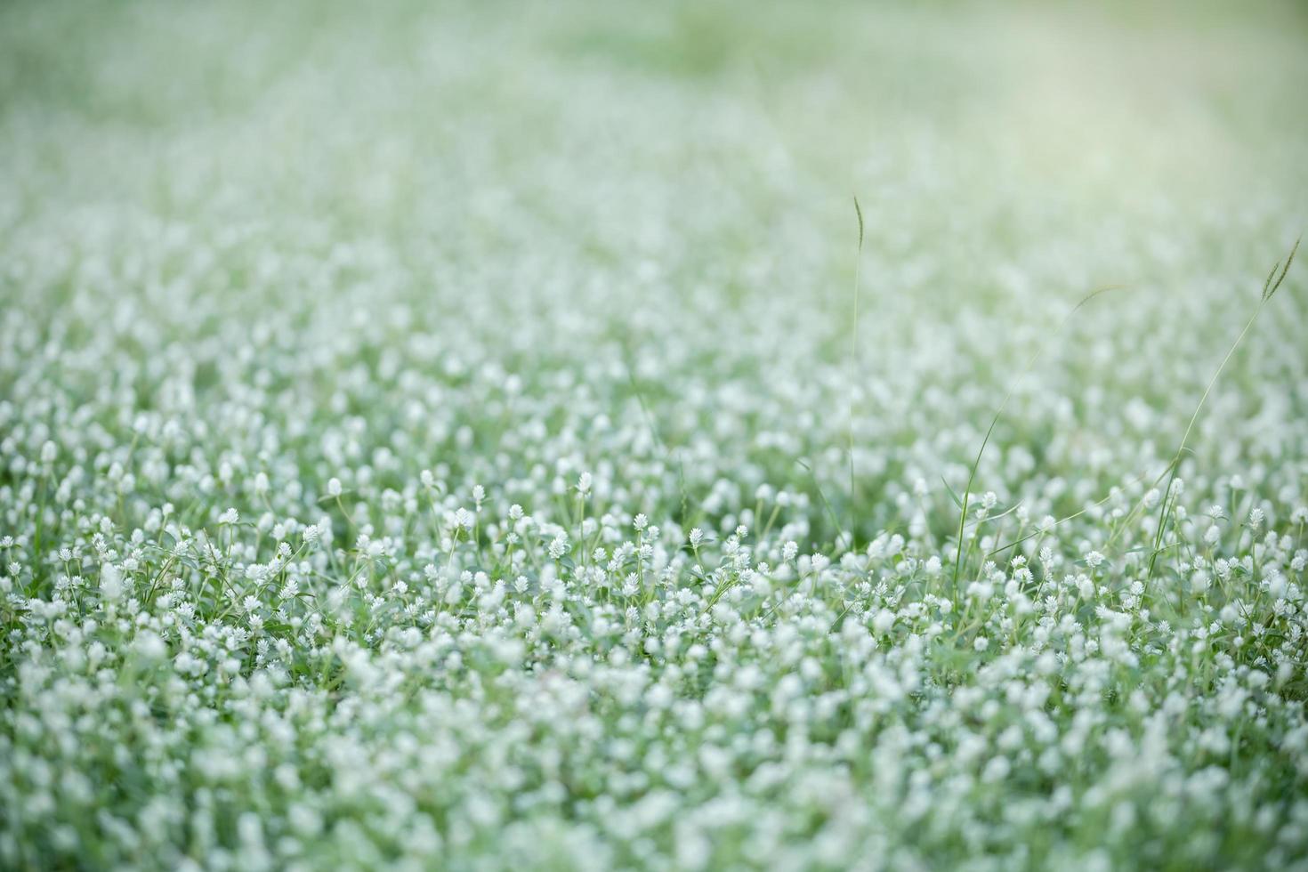 Close up of nature view mini white flower and grass on blurred green leaf background under sunlight with bokeh and copy space using as background natural plants landscape, ecology wallpaper concept. photo