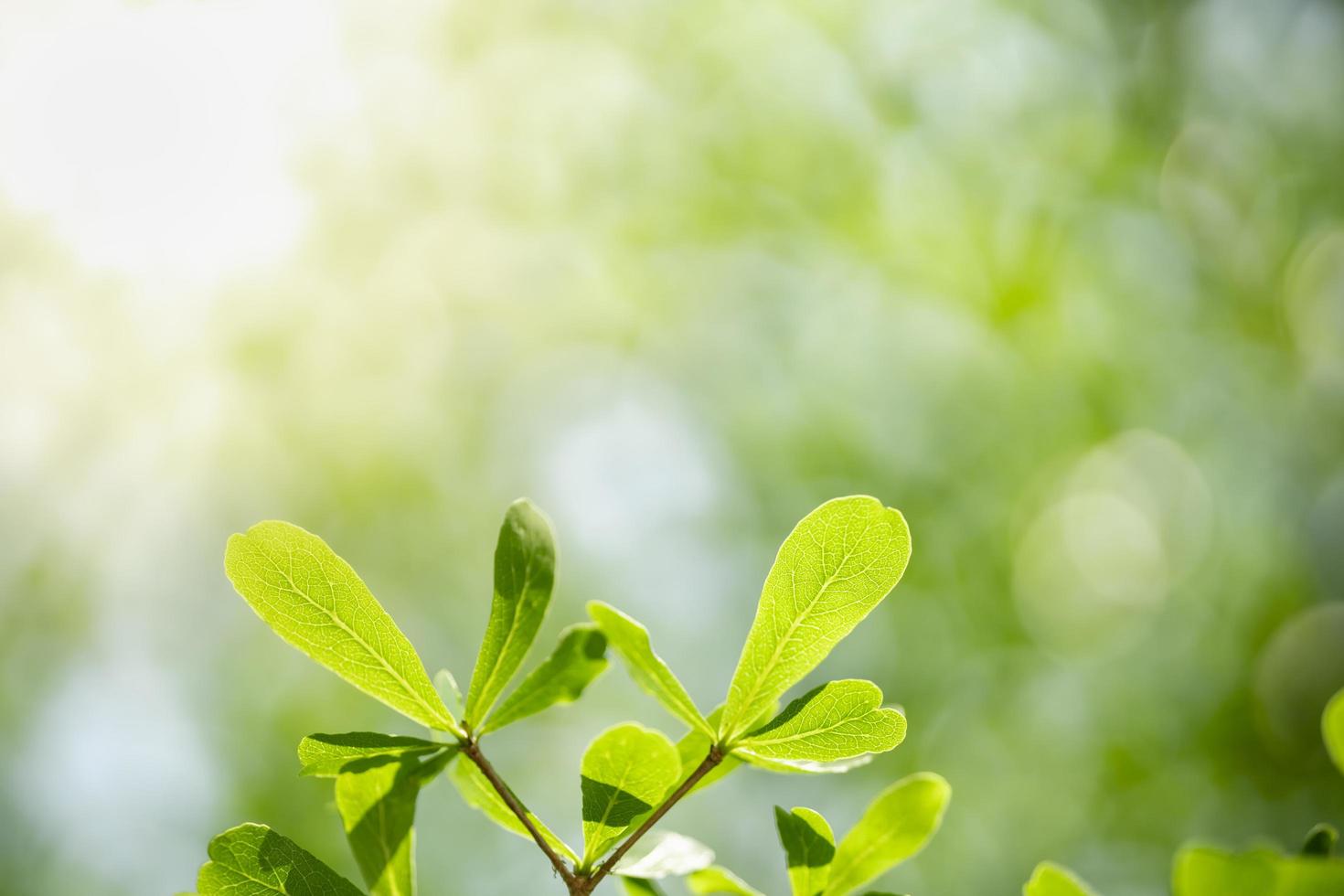 Close up of nature view green leaf on blurred greenery background under sunlight with bokeh and copy space using as background natural plants landscape, ecology wallpaper concept. photo