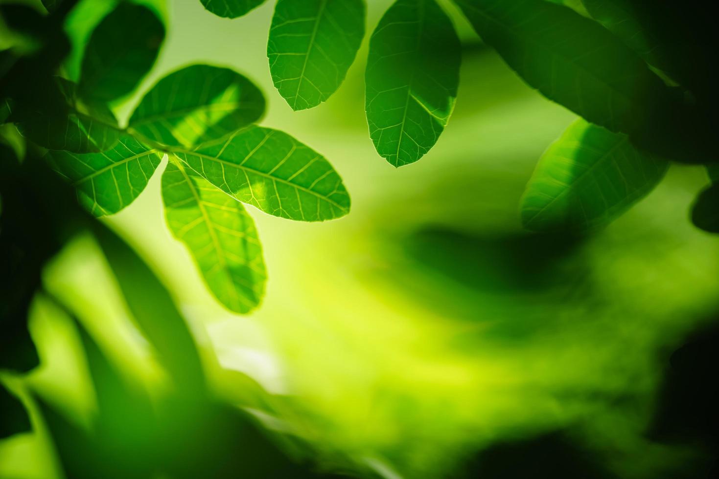 hermosa naturaleza vista hoja verde sobre fondo verde borroso bajo la luz del sol con bokeh y sombra y espacio de copia usando como fondo el paisaje de plantas naturales, concepto de papel tapiz ecológico. foto