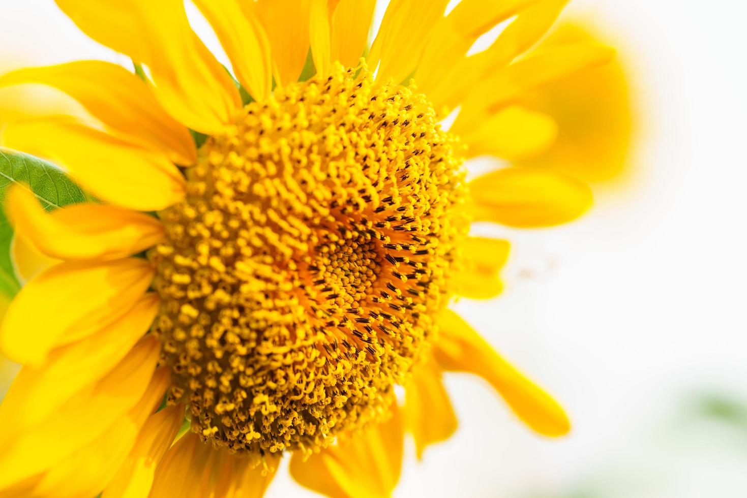 primer plano de la flor de girasol con hoja verde bajo la luz del sol con espacio de copia utilizando como fondo el paisaje de plantas naturales, concepto de página de portada de ecología. foto