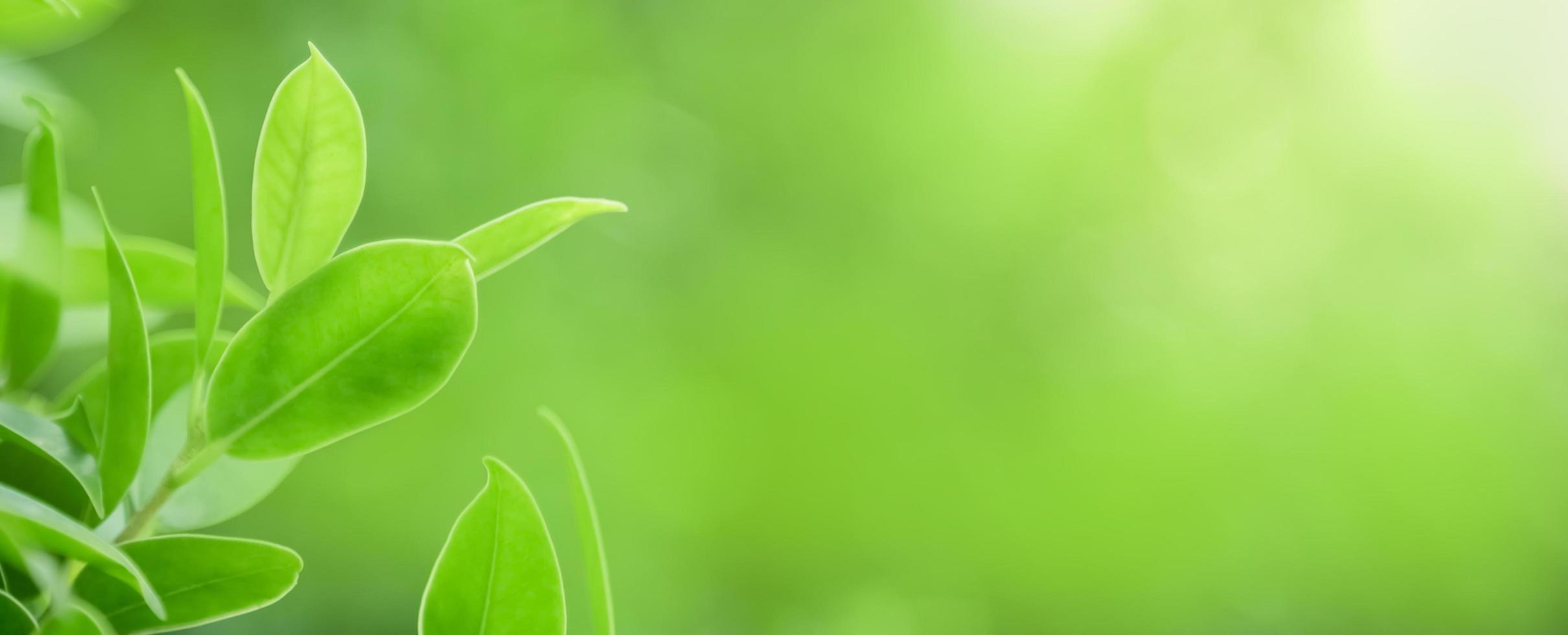 Close up of nature view green leaf on blurred greenery background under sunlight with bokeh and copy space using as background natural plants landscape, ecology cover concept. photo