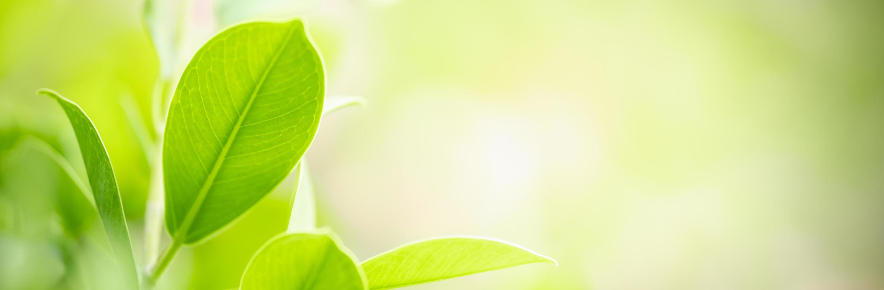 Close up of nature view green leaf on blurred greenery background under sunlight with bokeh and copy space using as background natural plants landscape, ecology cover concept. photo