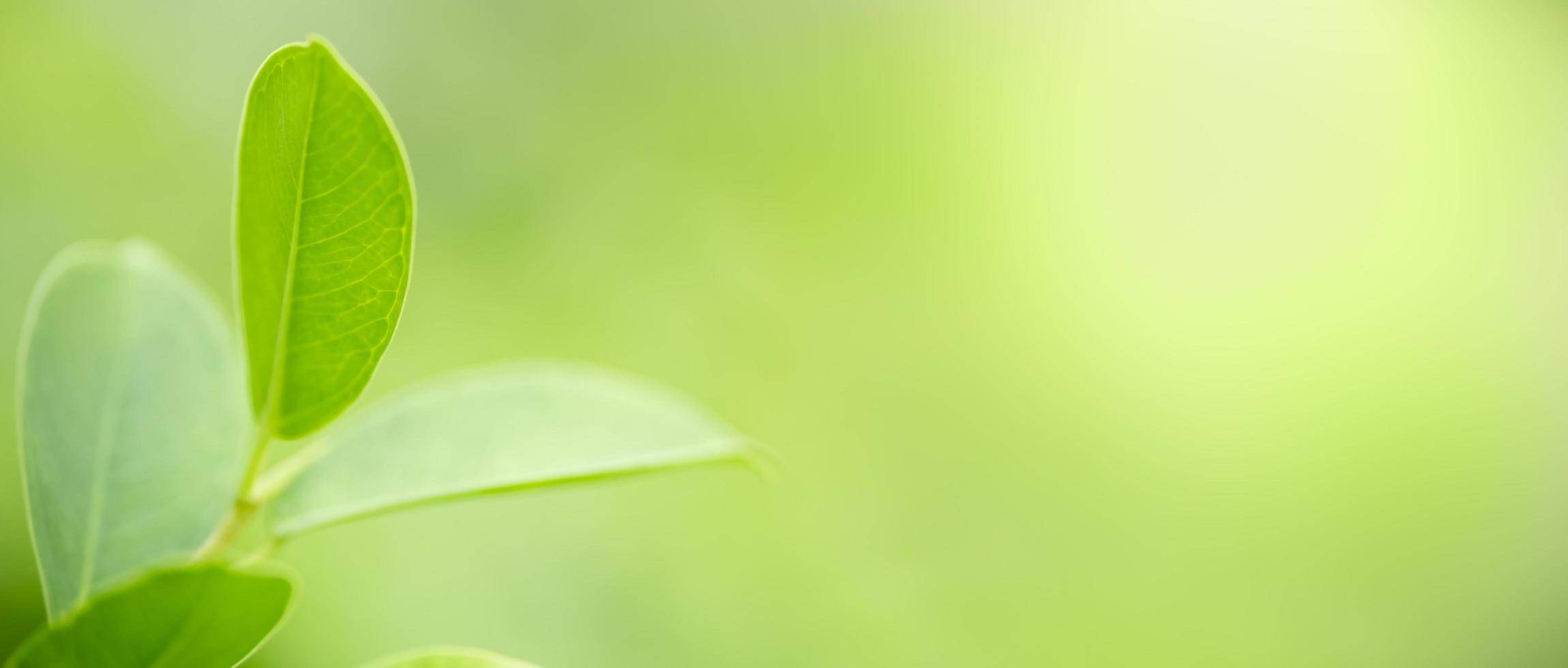 Close up of nature view green leaf on blurred greenery background under sunlight with bokeh and copy space using as background natural plants landscape, ecology cover concept. photo