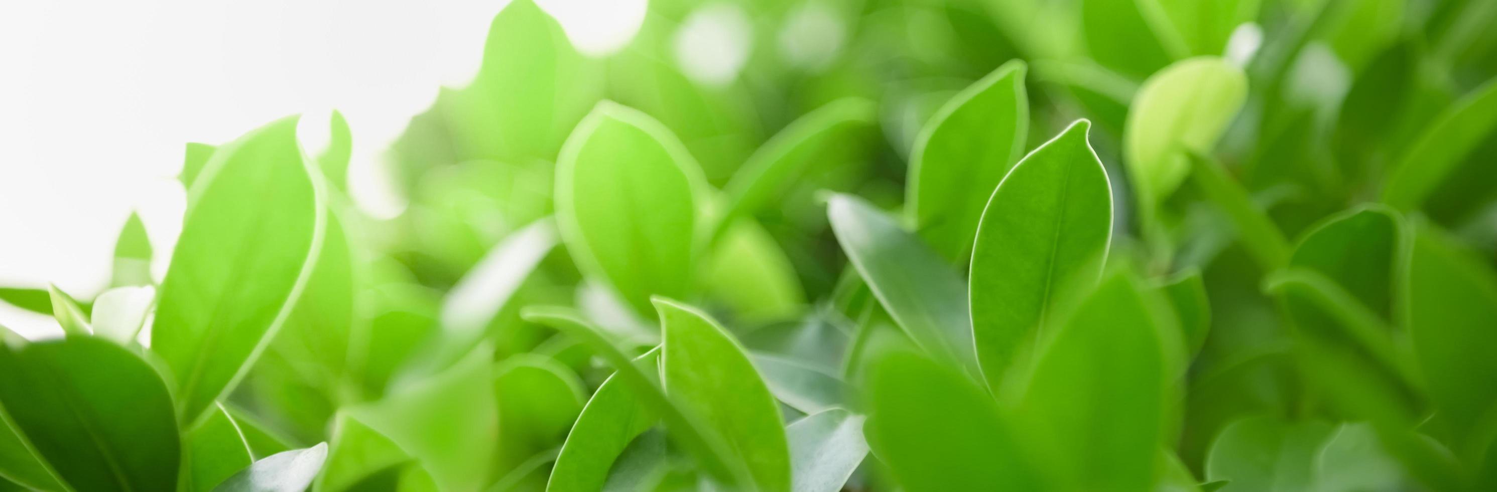 Close up of nature view green leaf on blurred greenery background under sunlight with bokeh and copy space using as background natural plants landscape, ecology cover concept. photo
