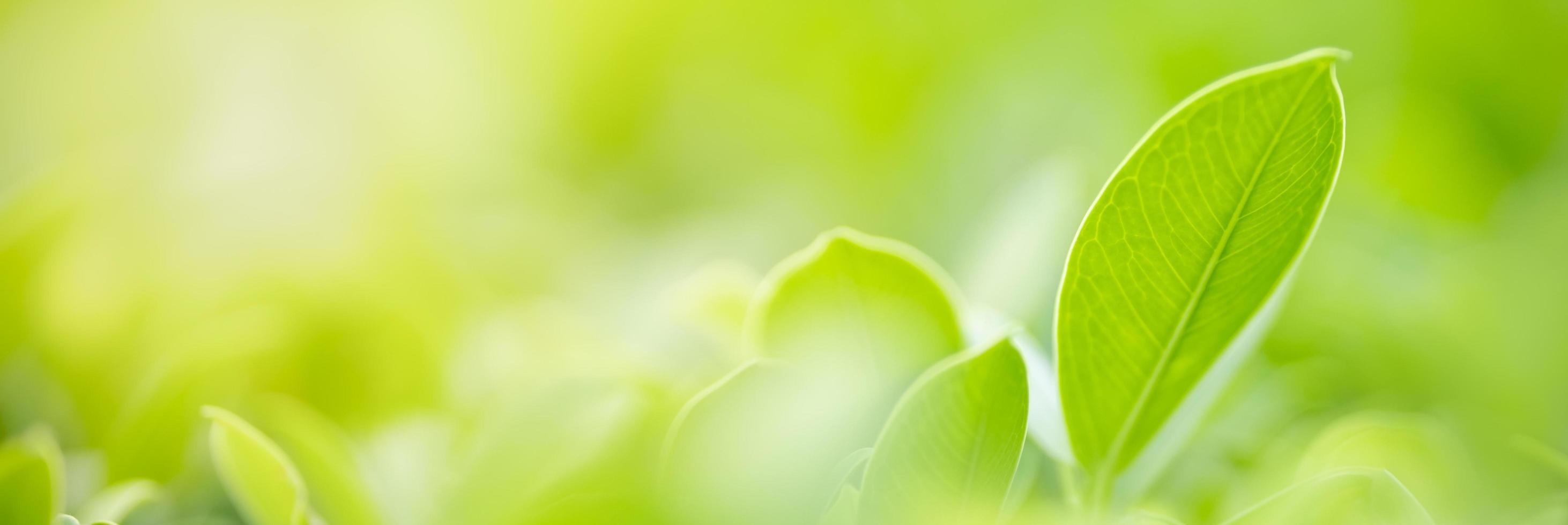 Close up of nature view green leaf on blurred greenery background under sunlight with bokeh and copy space using as background natural plants landscape, ecology cover concept. photo