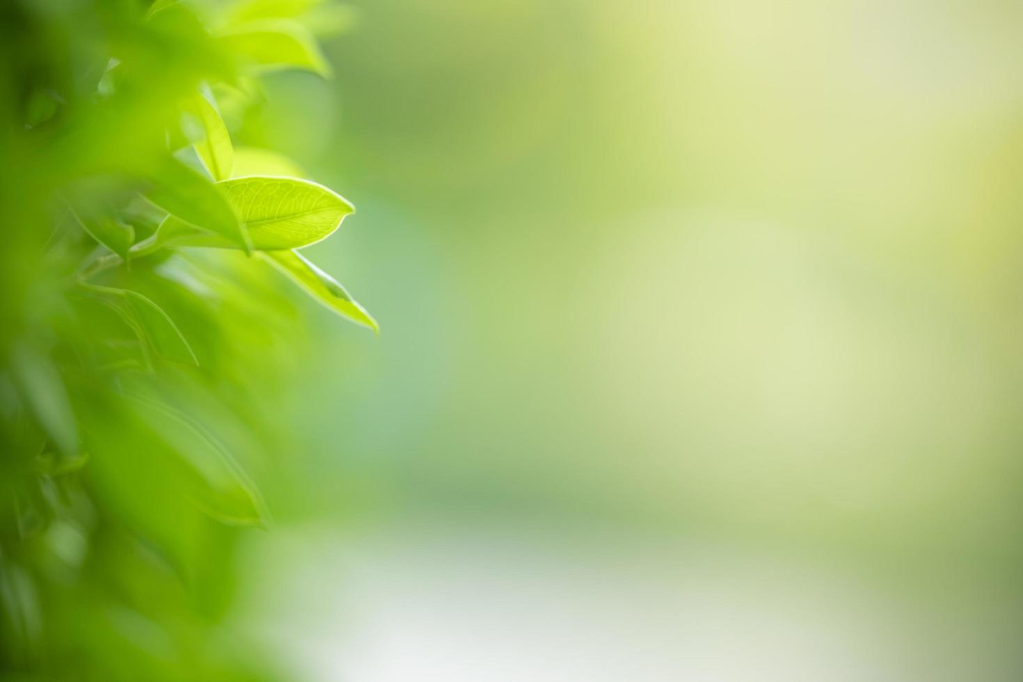 Close up of nature view green leaf on blurred greenery background under sunlight with bokeh and copy space using as background natural plants landscape, ecology wallpaper concept. photo