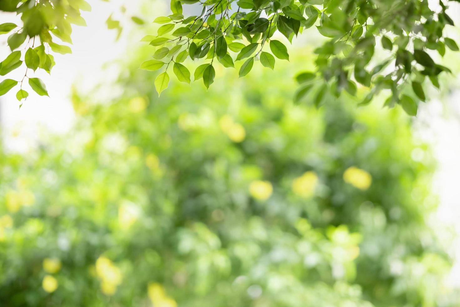 Close up of nature view green leaf on blurred greenery background under sunlight with bokeh and copy space using as background natural plants landscape, ecology wallpaper concept. photo