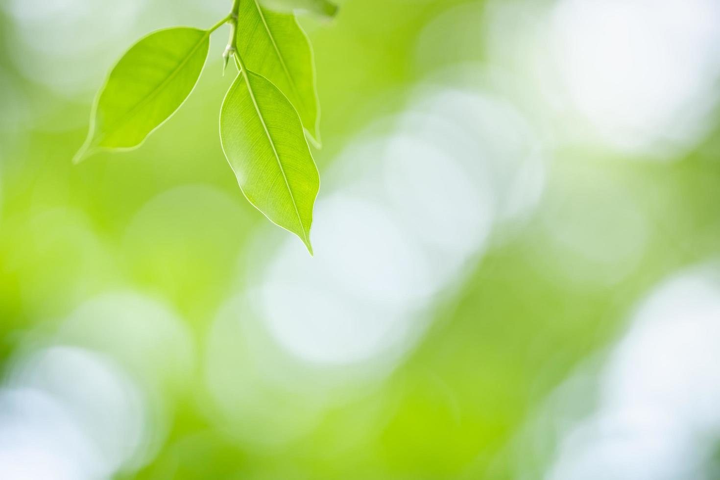 Close up of nature view green leaf on blurred greenery background under sunlight with bokeh and copy space using as background natural plants landscape, ecology wallpaper concept. photo