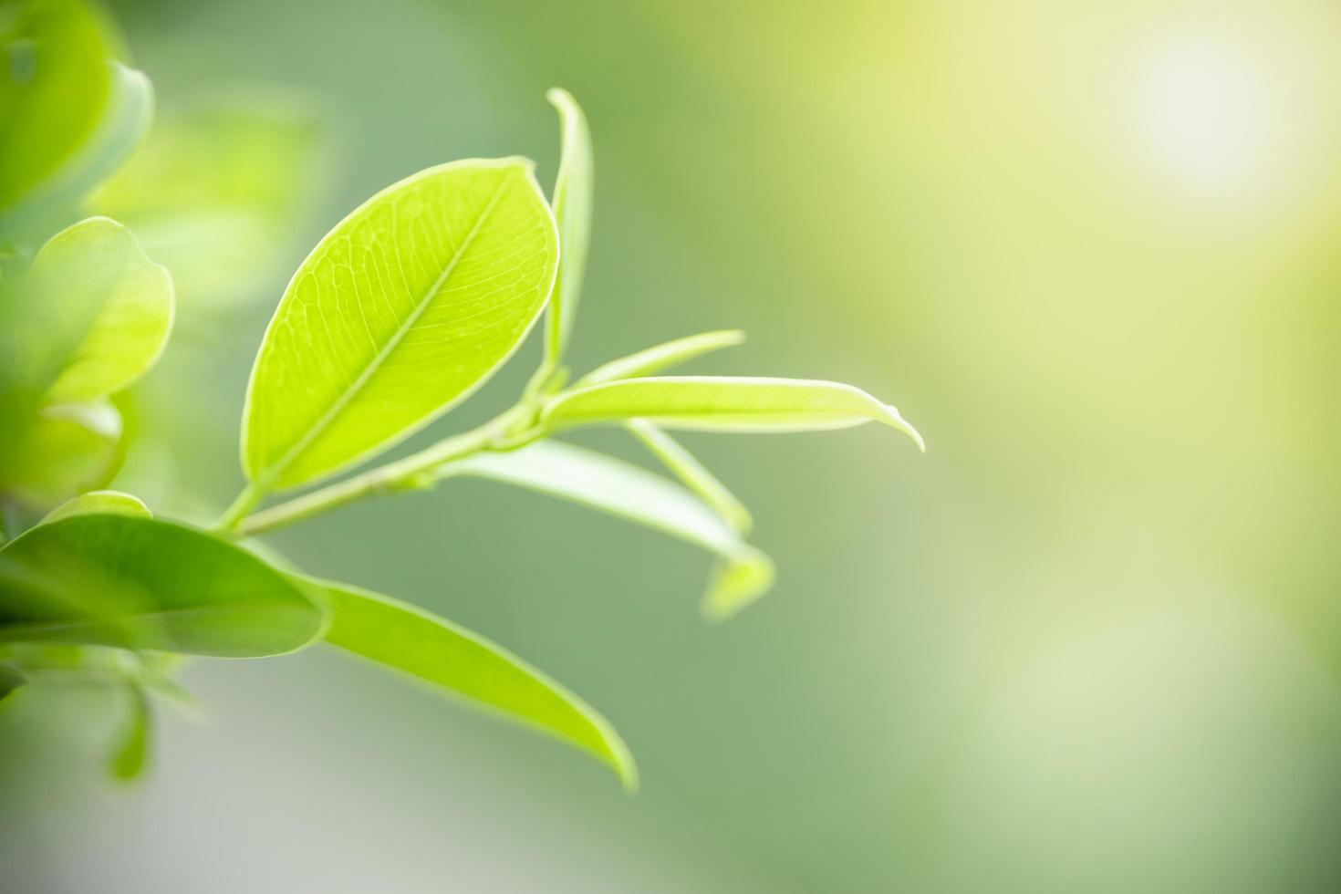 Close up of nature view green leaf on blurred greenery background under sunlight with bokeh and copy space using as background natural plants landscape, ecology wallpaper concept. photo