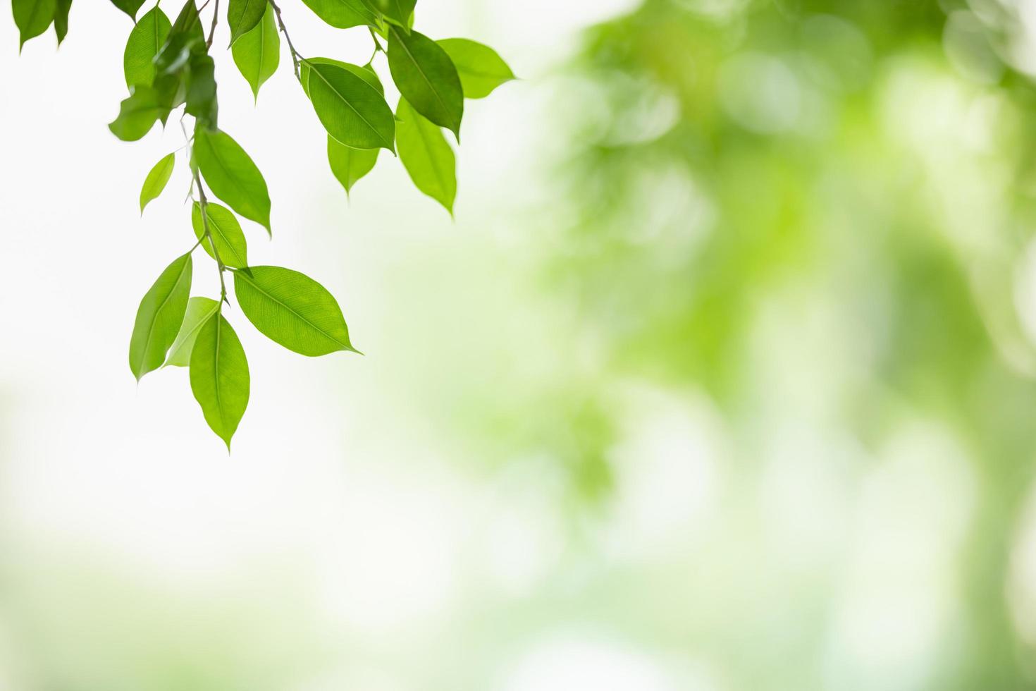 Close up of nature view green leaf on blurred greenery background under sunlight with bokeh and copy space using as background natural plants landscape, ecology wallpaper concept. photo