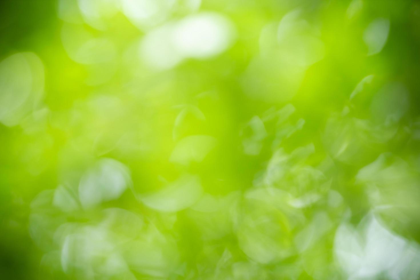 resumen borroso fuera de foco y fondo de hoja verde borroso bajo la luz del sol con bokeh y espacio de copia usando como fondo el paisaje de plantas naturales, concepto de papel tapiz ecológico. foto