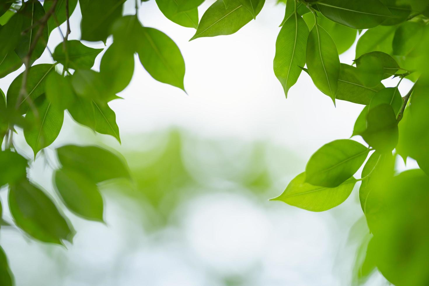 Close up of nature view green leaf on blurred greenery background under