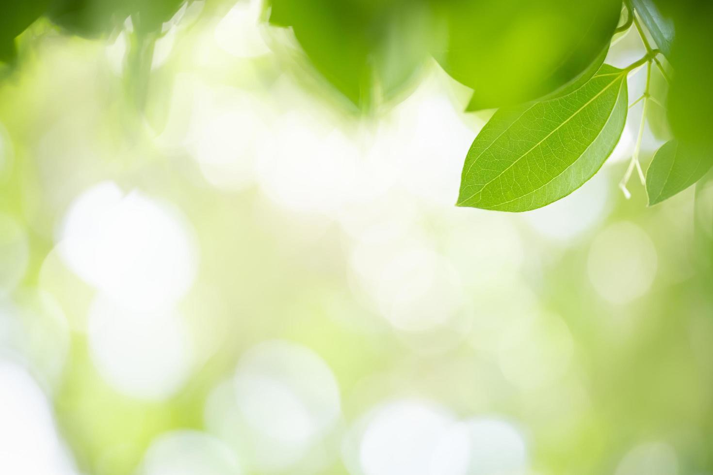 primer plano de la vista de la naturaleza hoja verde sobre fondo verde borroso bajo la luz del sol con bokeh y espacio de copia utilizando como fondo el paisaje de plantas naturales, concepto de papel tapiz ecológico. foto