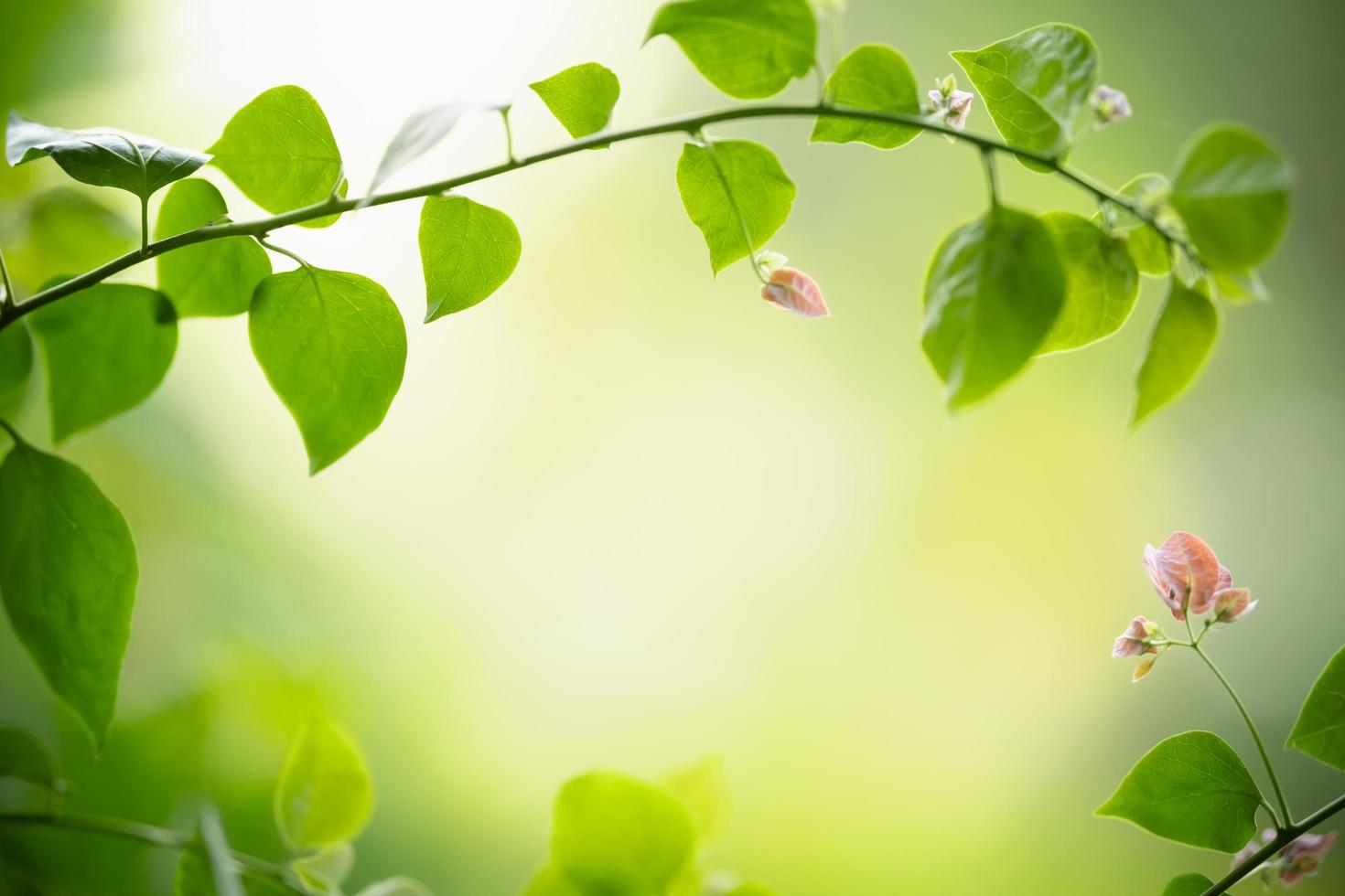 Close up of nature view green leaf on blurred greenery background under sunlight with bokeh and copy space using as background natural plants landscape, ecology wallpaper concept. photo