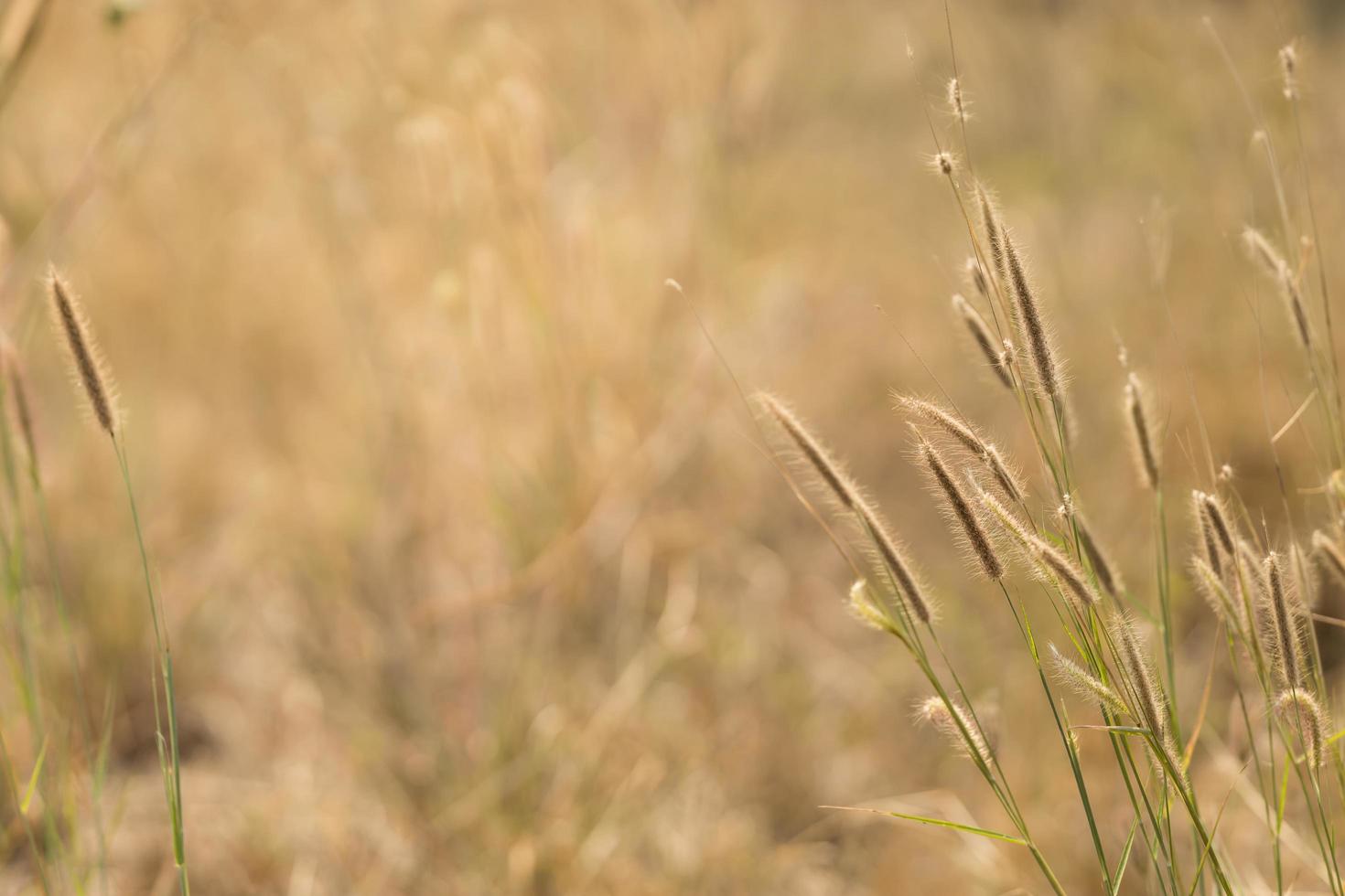 Primer plano de la flor de la hierba de la vista de la naturaleza sobre un fondo verde borroso bajo la luz del sol con bokeh y espacio de copia utilizando como fondo el paisaje natural de las plantas, el concepto de papel tapiz ecológico. foto