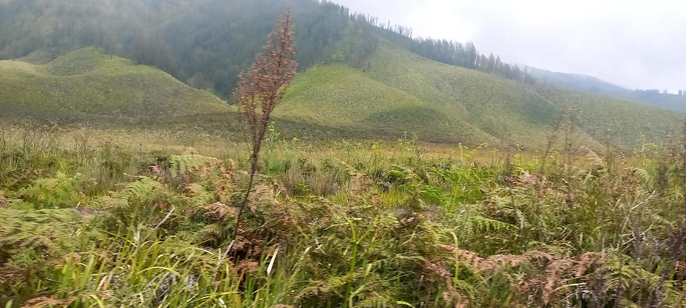 Various variants of flowers and grasses spread across the meadows in the Bromo Tengger Mountains, Indonesia photo