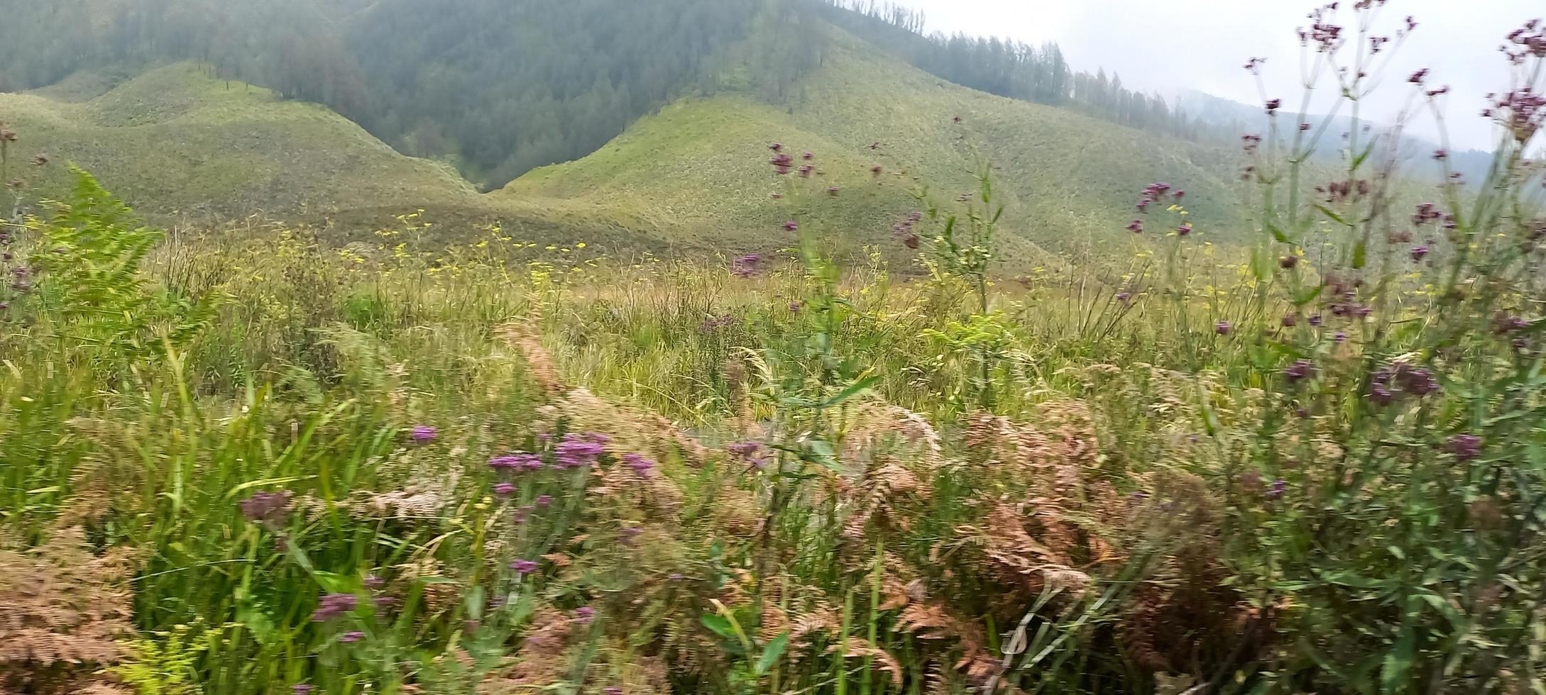 Various variants of flowers and grasses spread across the meadows in the Bromo Tengger Mountains, Indonesia photo