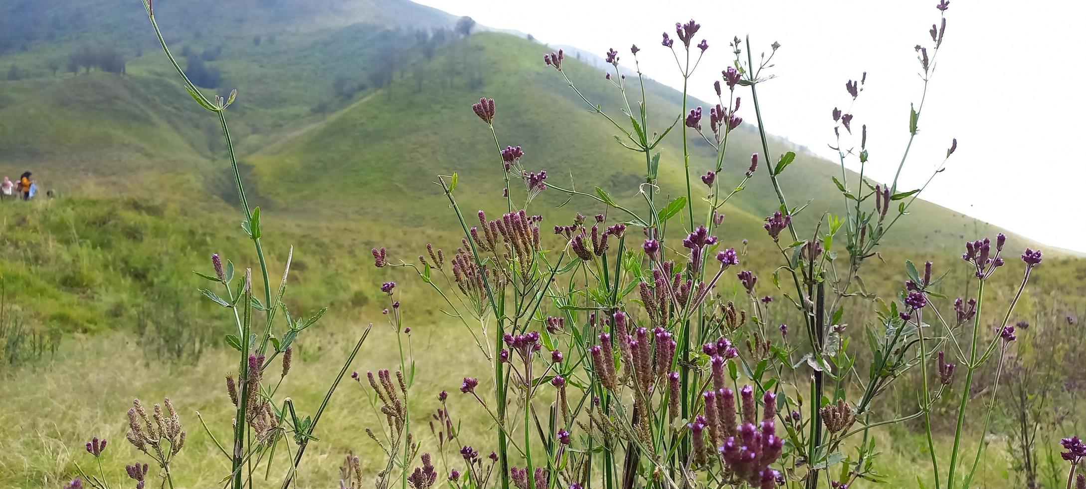 Various variants of flowers and grasses spread across the meadows in the Bromo Tengger Mountains, Indonesia photo