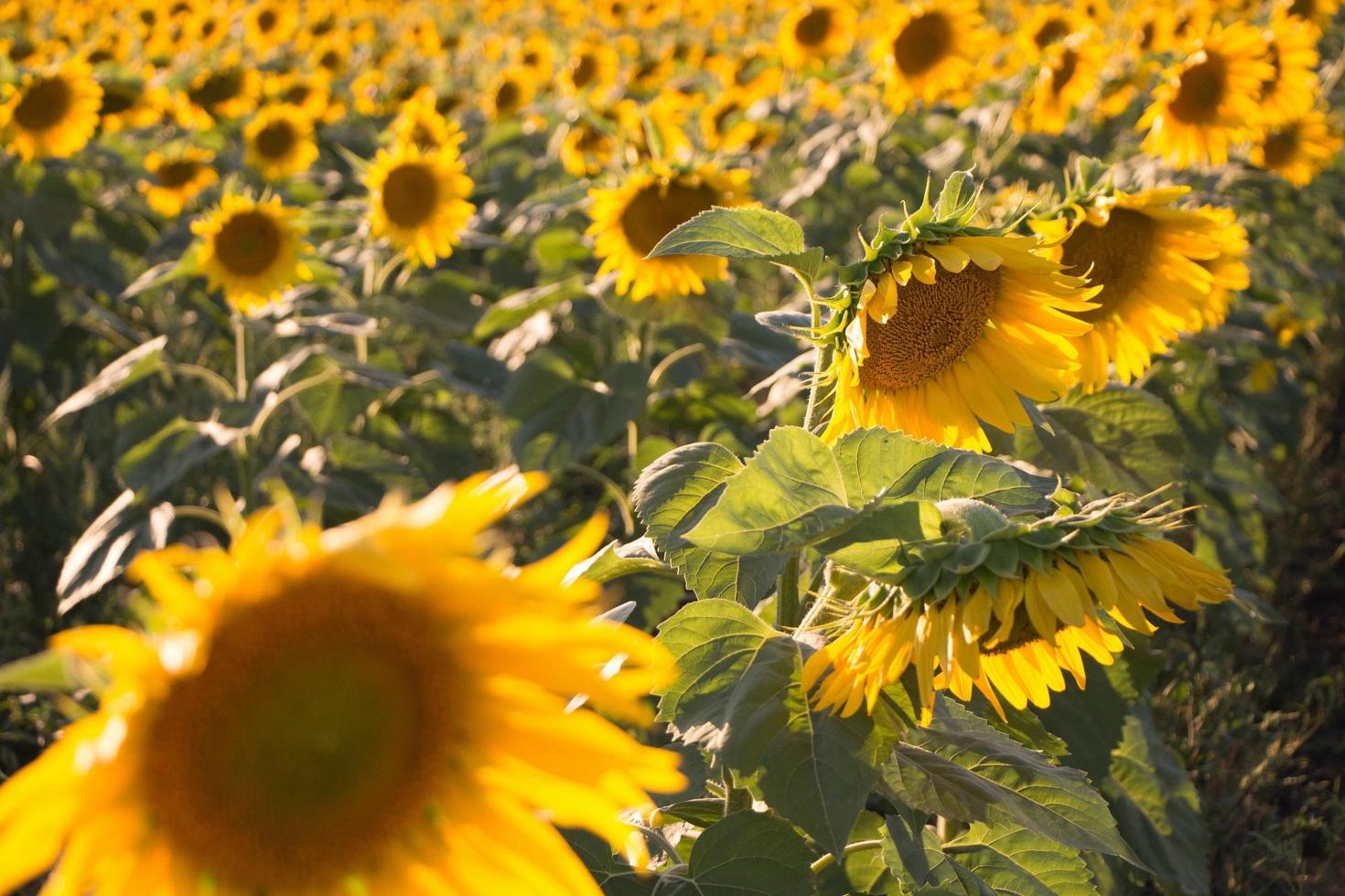 Beautiful Sunflower Plants photo