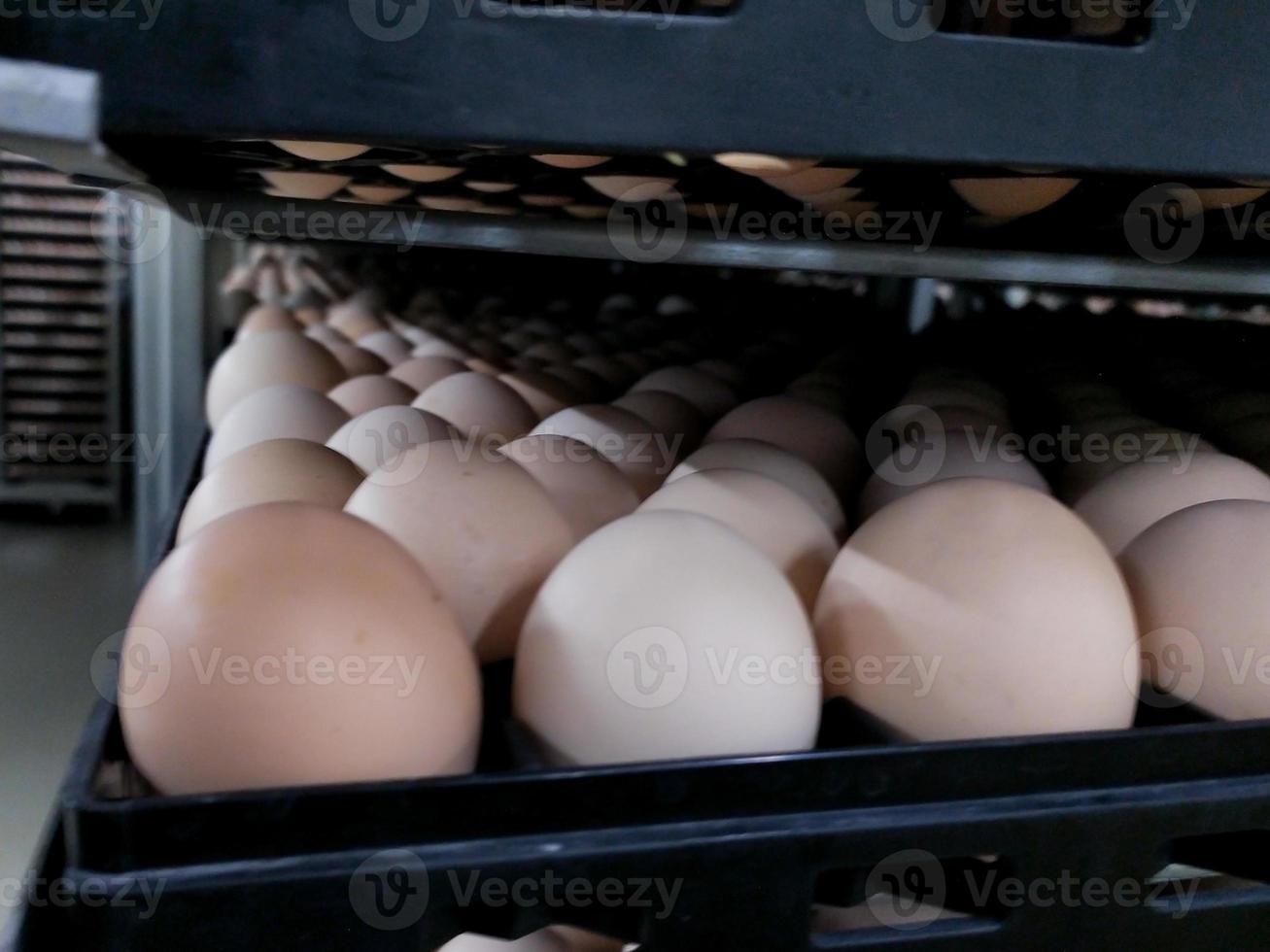 the some eggs on the tray, hatching eggs in industrial farm hatchery. photo