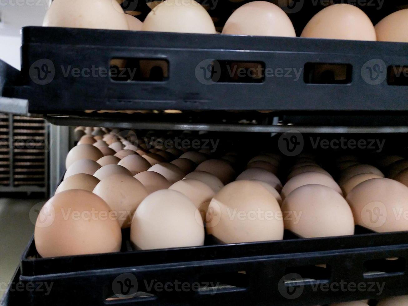 the some eggs on the tray, hatching eggs in industrial farm hatchery. photo