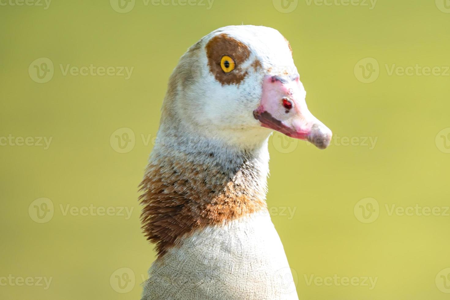 portrait of a goose photo