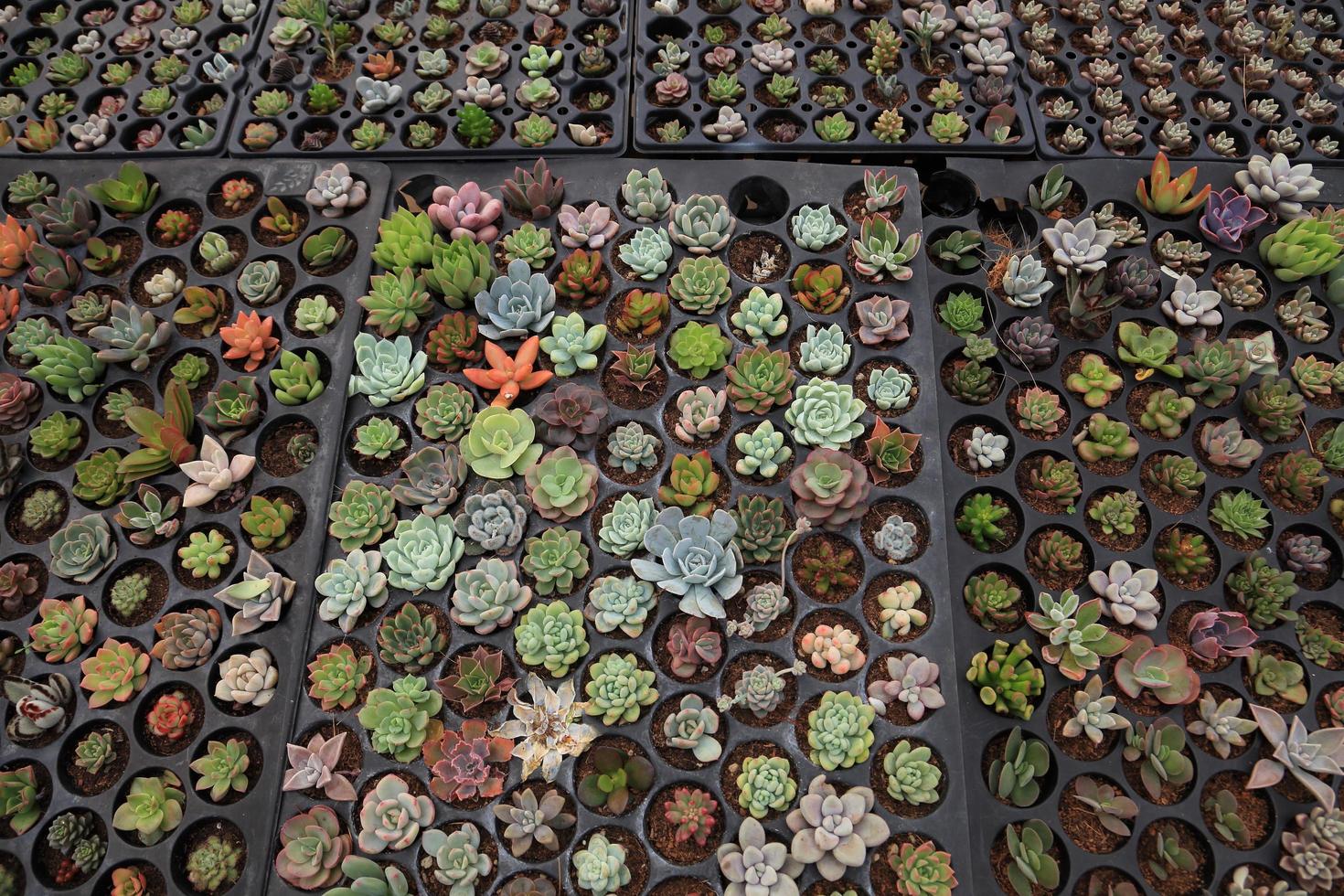 bandeja de variedad de plantas suculentas propagadas por esquejes en el jardín de invernadero foto