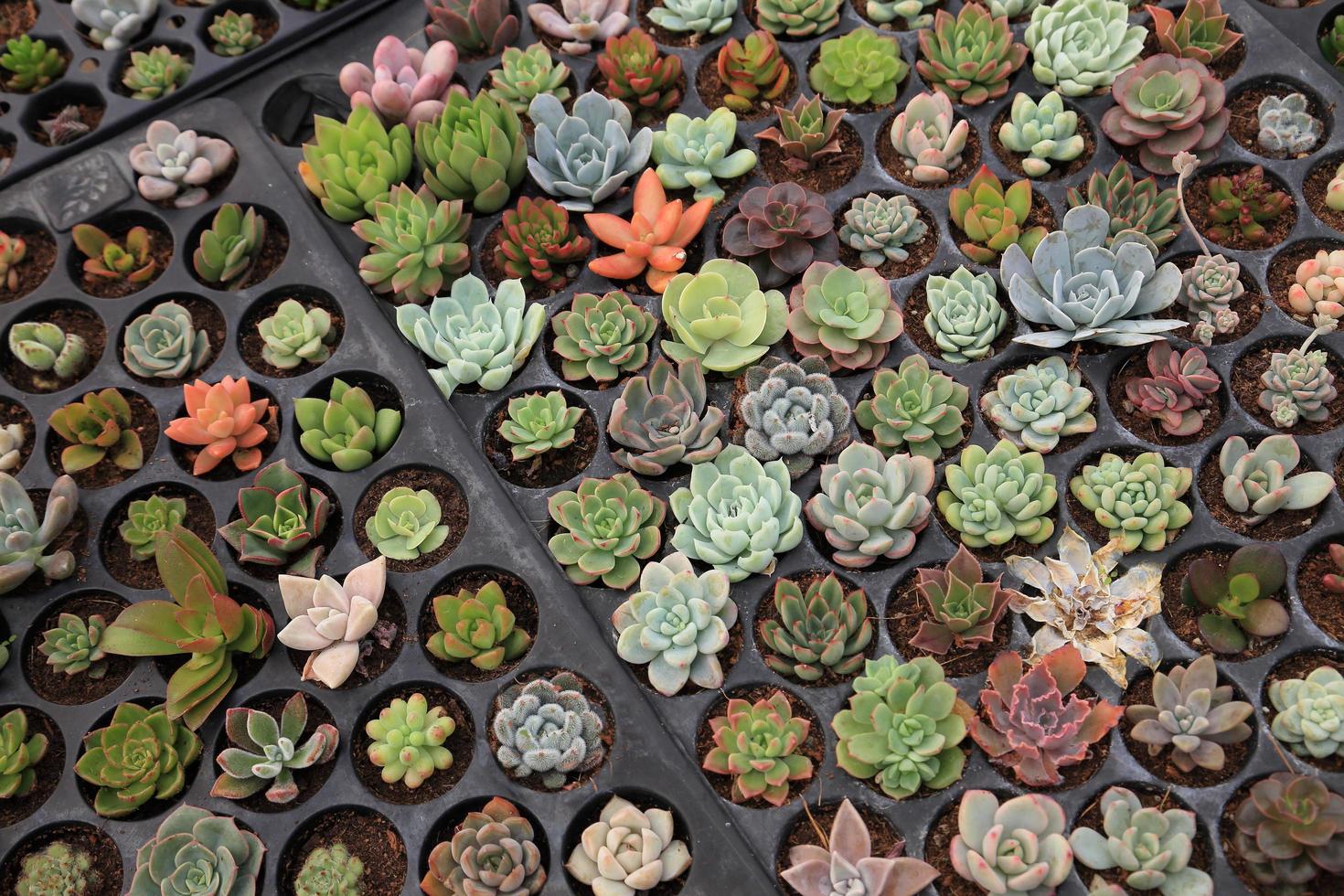 bandeja de variedad de plantas suculentas propagadas por esquejes en el jardín de invernadero foto