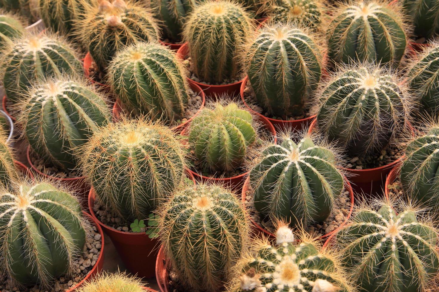 la colección de exhibición de plantas de cactus en miniatura espinosas en pequeñas macetas marrones en un diseño de estilo mínimo dentro del jardín botánico de invernadero foto