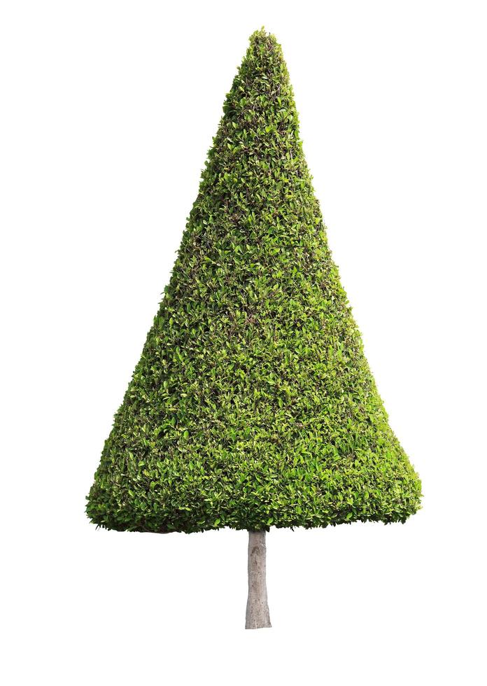 Cone shape trimmed topiary tree isolated on white background for formal and artistic design garden photo