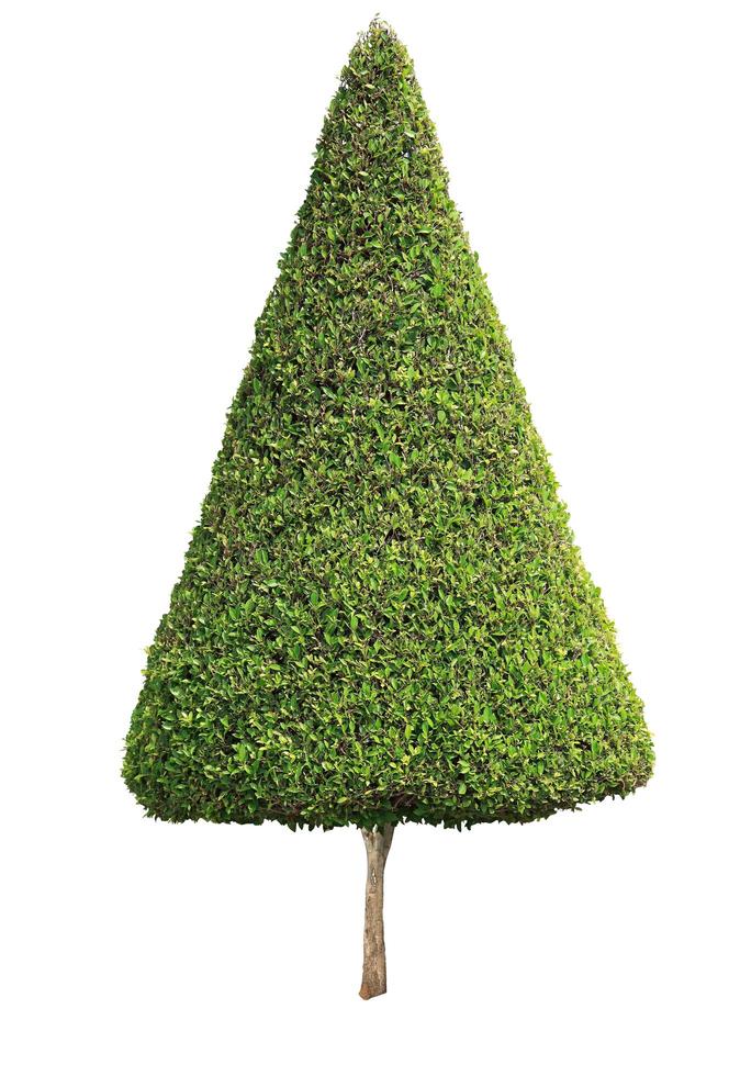 Cone shape trimmed topiary tree isolated on white background for formal and artistic design garden photo