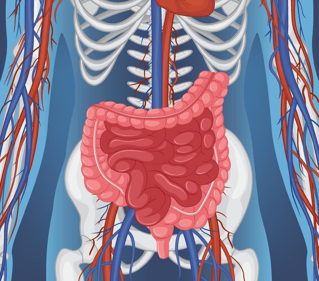 órgano interno humano con intestino vector