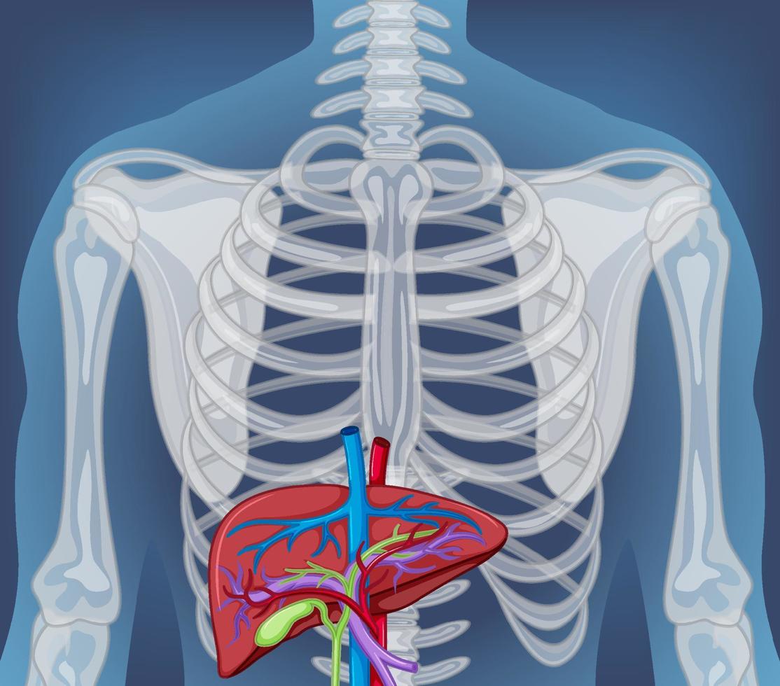 X-ray of human body with internal organs vector