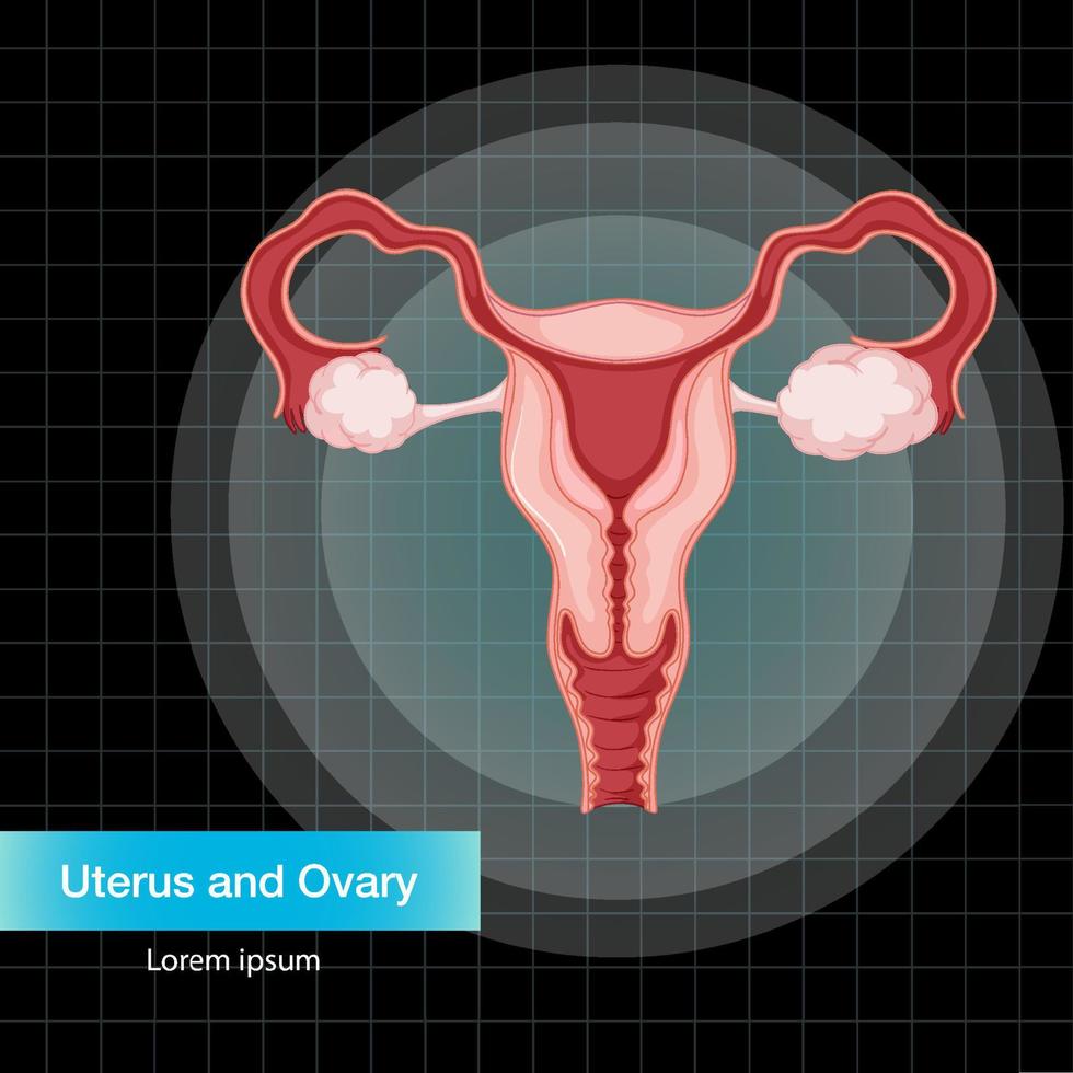 Human internal organ with uterus vector