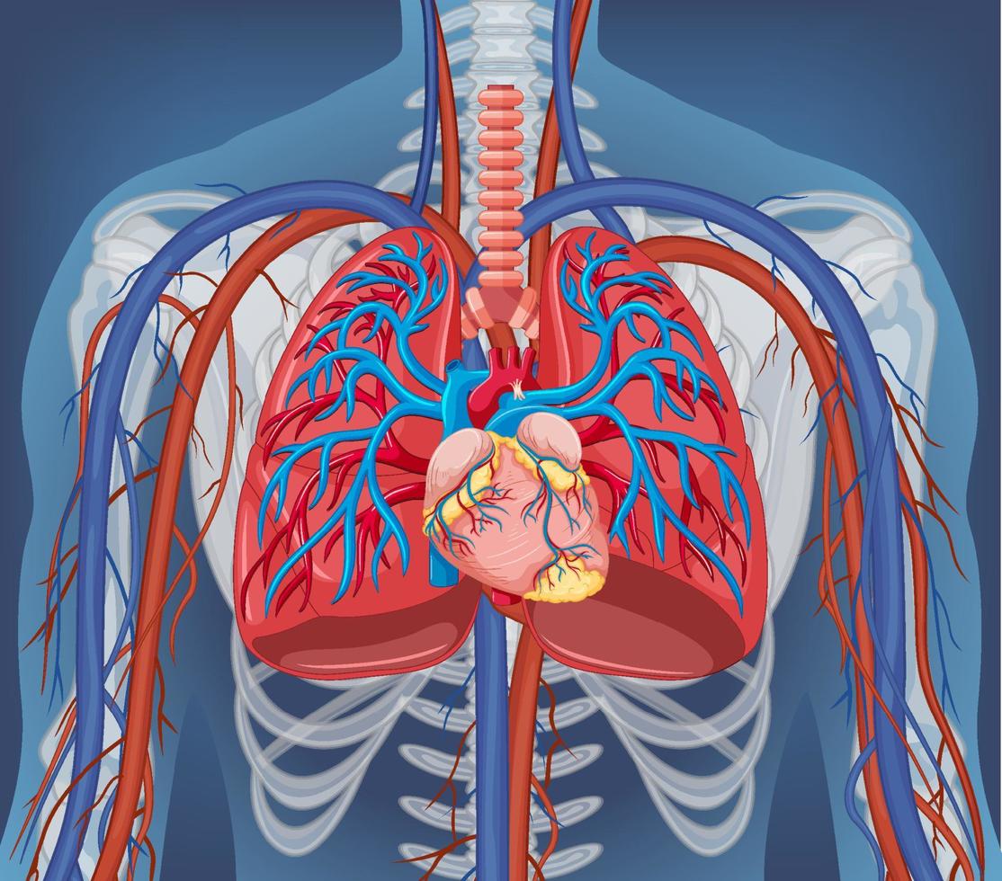 X-ray of human body with internal organs vector