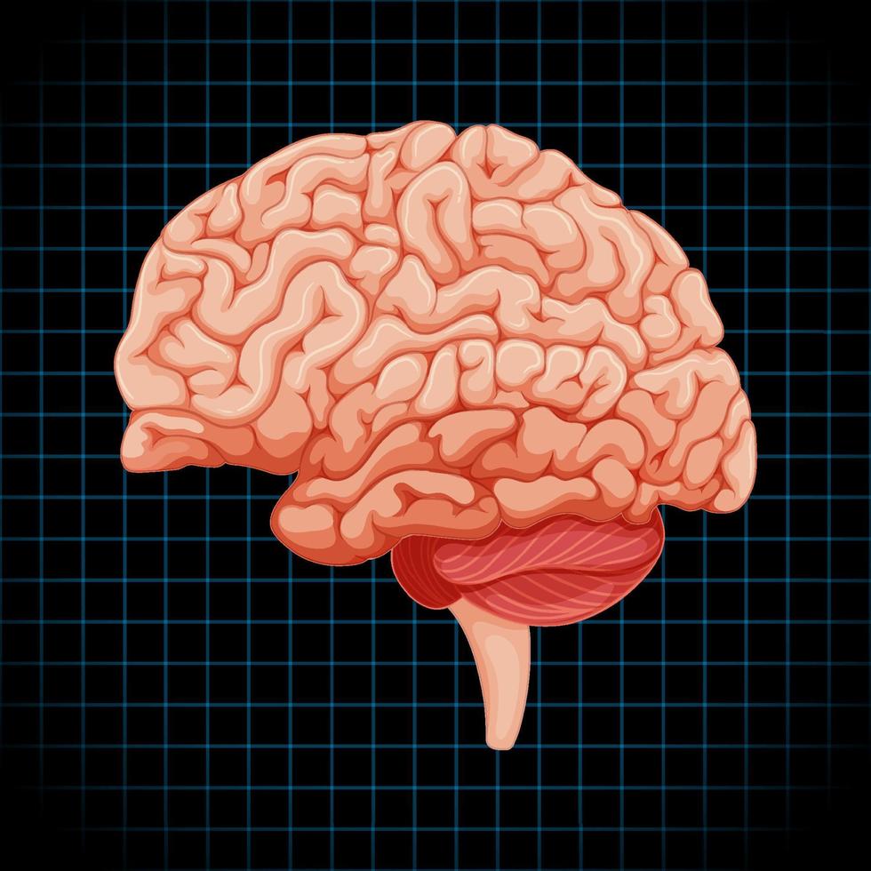 órgano interno humano con cerebro vector