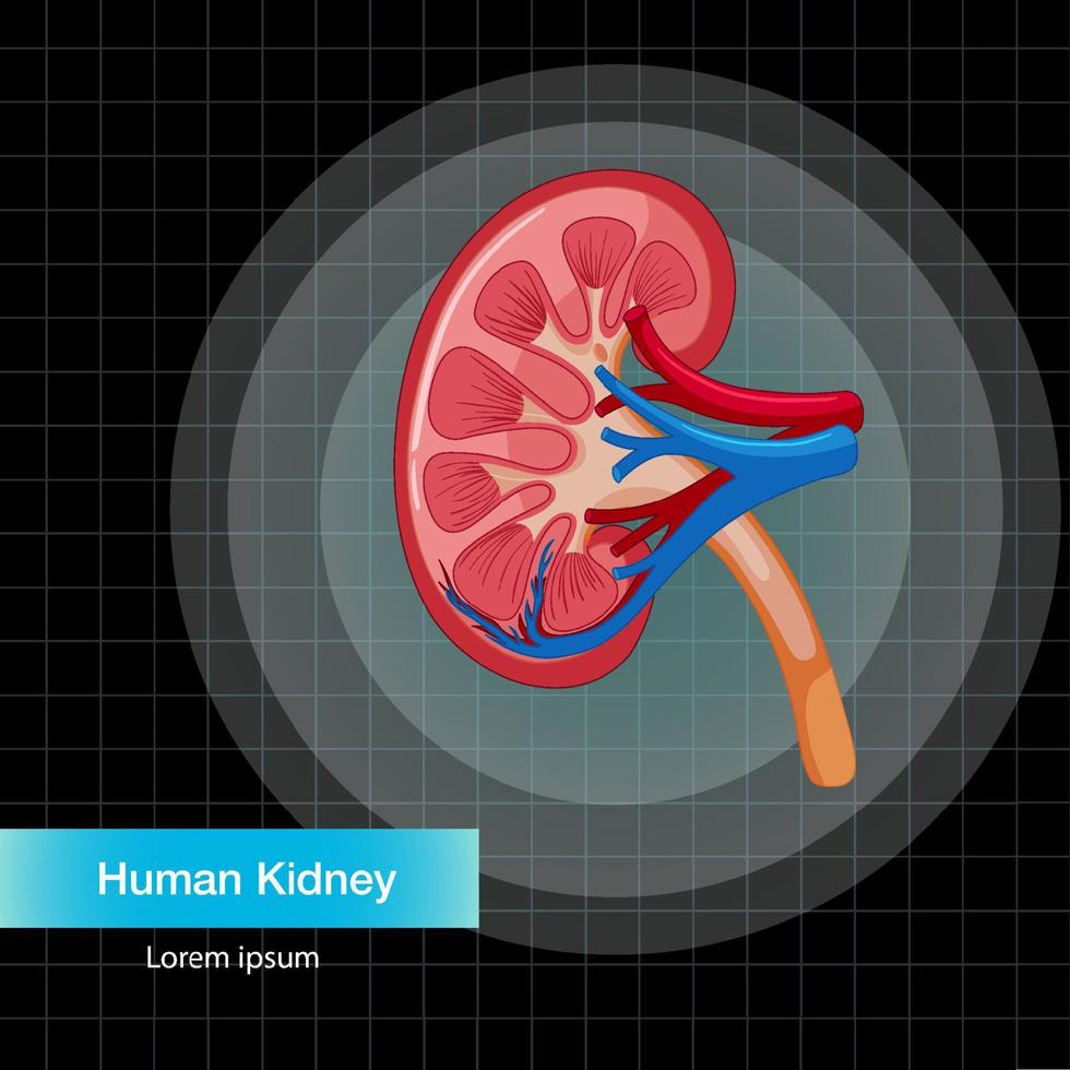 Human internal organ with kidney vector