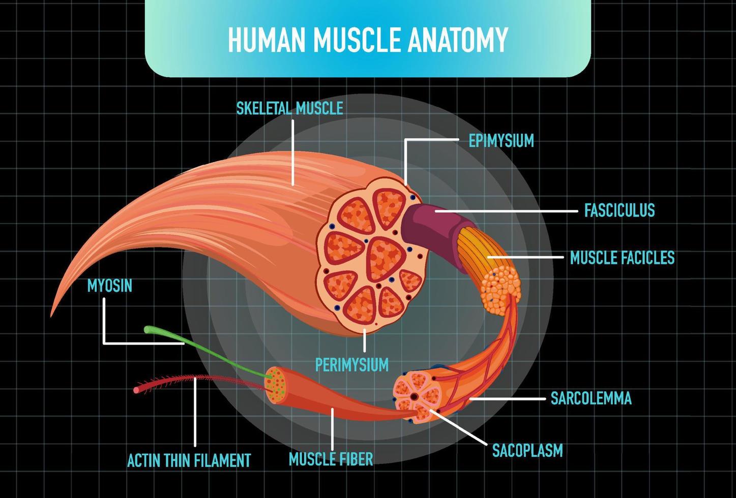 estructura de la anatomía del músculo humano vector